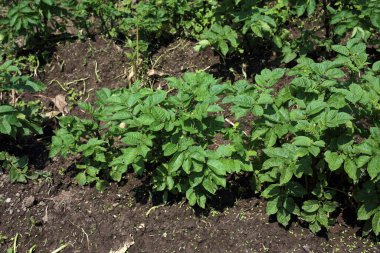Patates yetiştiriyorum. Sahada patates hasadı