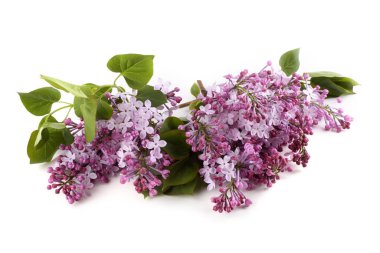 Beyazlar üzerinde yalıtılmış leylaklar