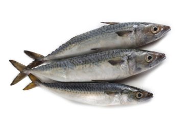 Chub uskumru (Pasifik uskumrusu, saba)