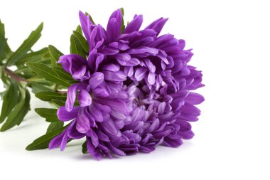 Violet aster beyazda izole edilmiş