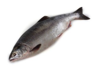 Salmon isolated on white clipart
