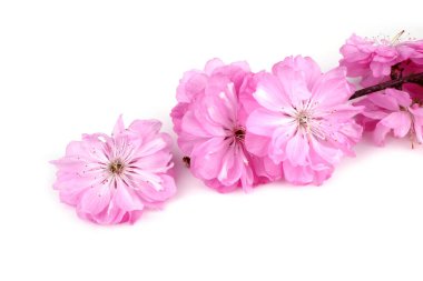 İnanılmaz çiçeklere yakın.