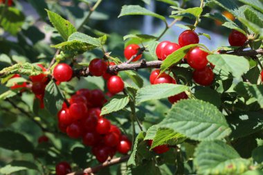 Nanking kirazı yetiştiriyorum. Uzak Doğu lezzeti