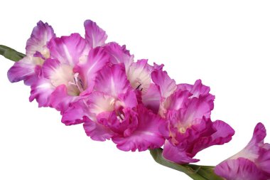 Çiçeklerin yakın plan görüntüsü