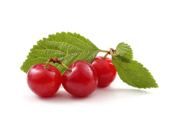 Nankin Cherry Extrême Orient Délicatesse — Photo