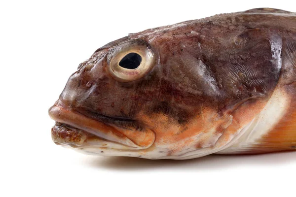 Goby Fisk Isolerad Vitt — Stockfoto