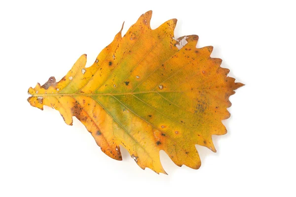 Otoño Roble Hojas Aisladas Sobre Fondo Blanco — Foto de Stock