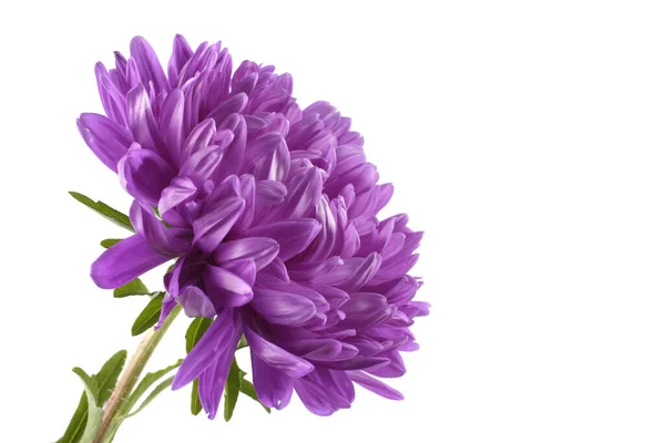 Violet Aster Isolated White — Stock Photo, Image