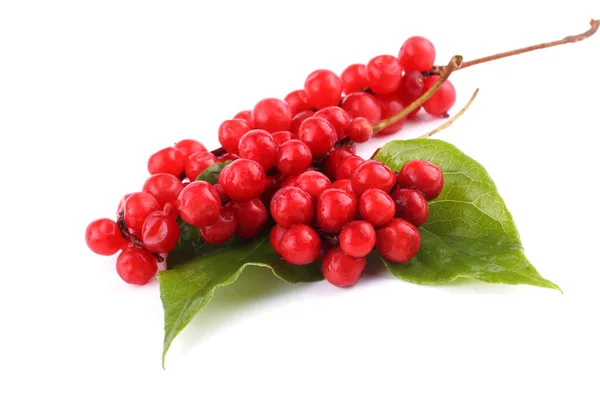 Schisandra Chinensis Isolerad Vitt — Stockfoto