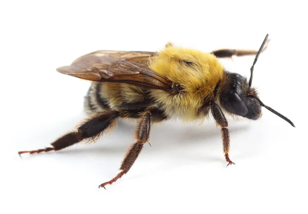 Bumblebee Isolato Sfondo Bianco — Foto Stock