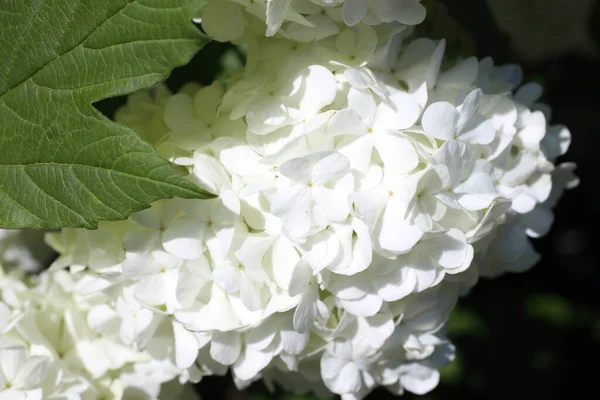 Buldenezh Flor Flores Blancas —  Fotos de Stock