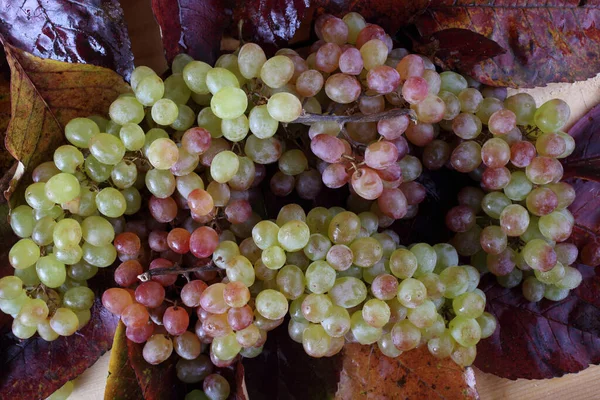 Виноград Осінньому Листі — стокове фото