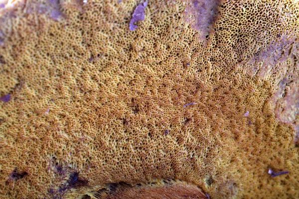 Rugiboletus Extremiorientalis Wild Bolete Mushroom Macro Background — Stock Photo, Image