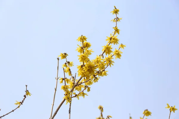 Žlutá Forsythia Roste Zahradě Jarní Květ — Stock fotografie