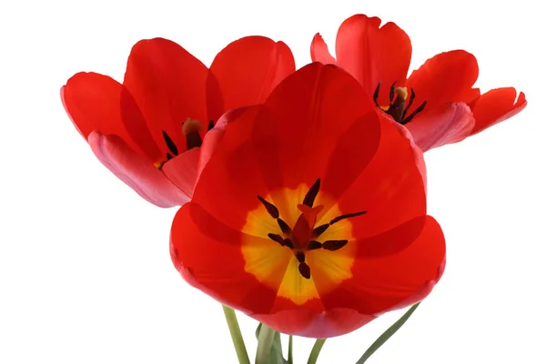 Tulip Merah Diisolasi Latar Belakang Putih — Stok Foto