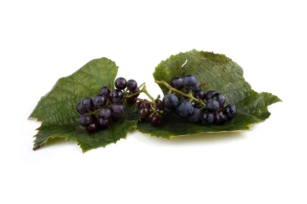 Black Wine Grape Autumn Leaf — Stock Photo, Image