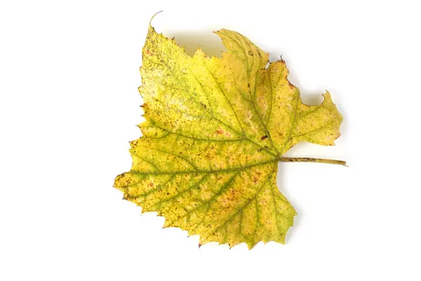 Осенний Виноградный Лист Белом Фоне — стоковое фото
