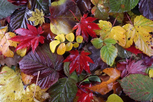 Primer Plano Las Hojas Caídas Otoño — Foto de Stock