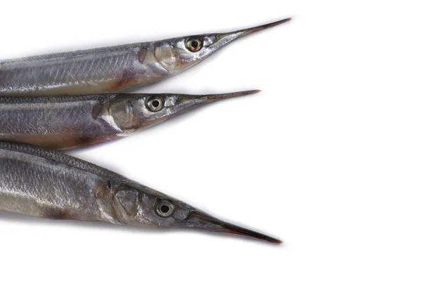 Garfish Isoliert Auf Weiß — Stockfoto