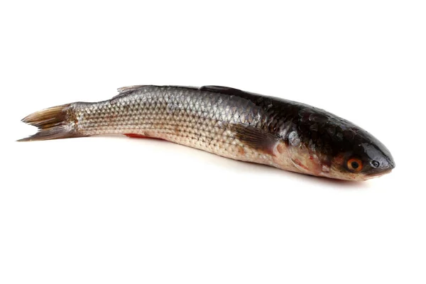 Pelengas Iuy Mullet Isolato Bianco — Foto Stock