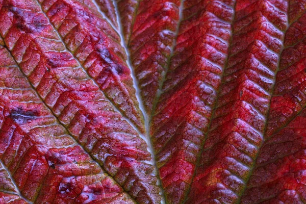 Macro Shot Feuilles Automne — Photo