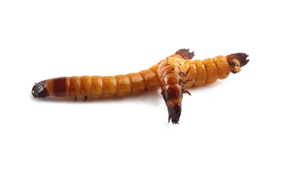 Gusanos Alambre Aislados Blanco — Foto de Stock