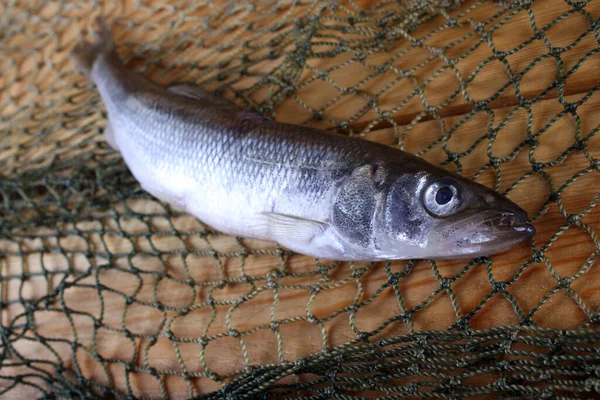 Éperlan Pacifique Osmerus Mordax — Photo