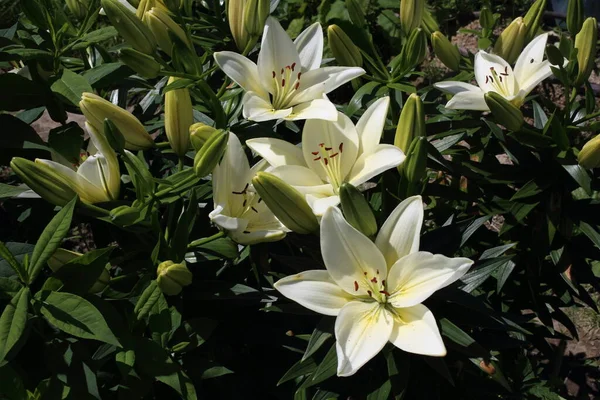 Close Amazing Blooming Flowers — Stock Photo, Image