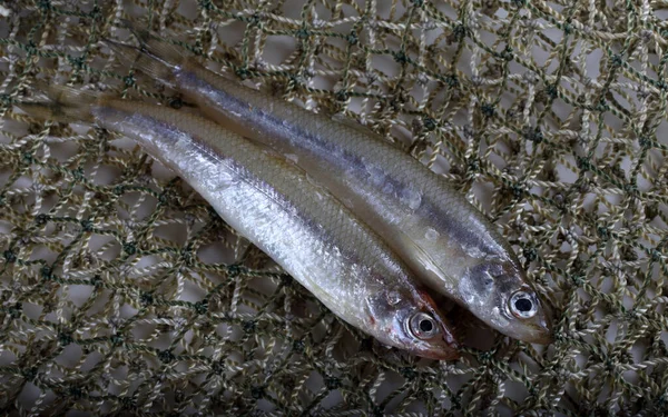 Rede Pesca Com Pequenos Peixes — Fotografia de Stock