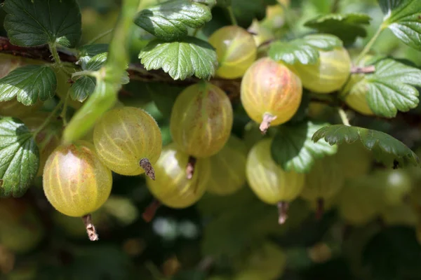 Gooseberry Matang Pada Tanaman Panen — Stok Foto