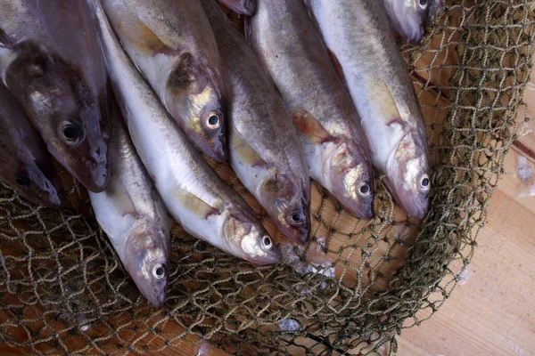 Bacalhau Açafrão Rede — Fotografia de Stock