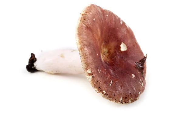 Fungo Rosso Russula Isolato Bianco — Foto Stock