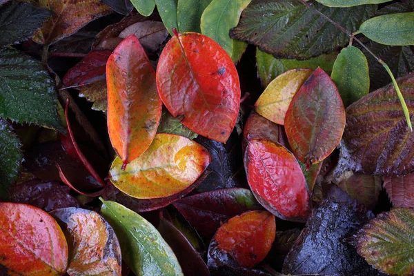 Закрыть Опавшие Осенние Листья — стоковое фото