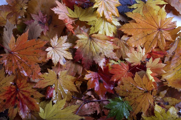 Zbliżenie Jesiennych Liści Teksturowane Tło — Zdjęcie stockowe