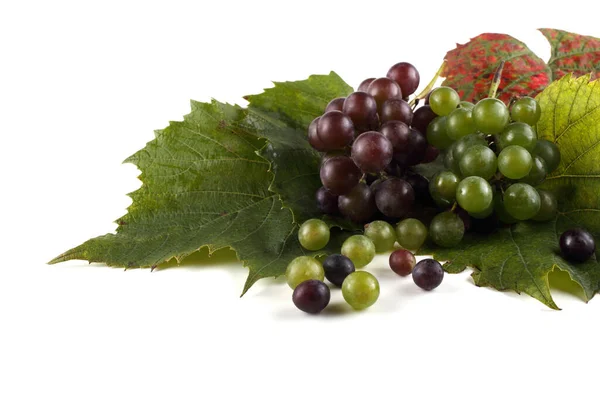Winogrono Jesiennych Liściach — Zdjęcie stockowe