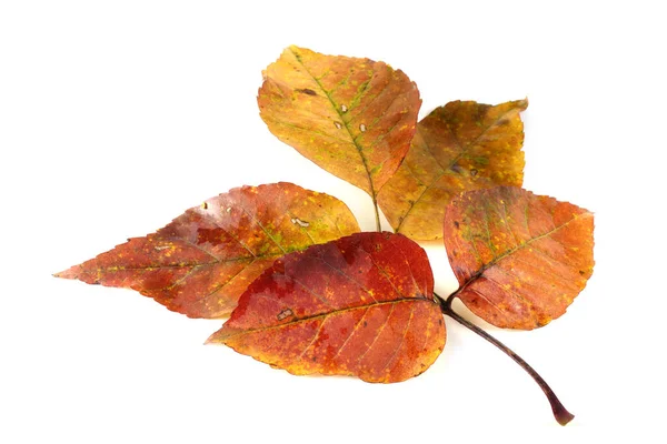 Herbst Blätter Isoliert Auf Weißem Hintergrund — Stockfoto