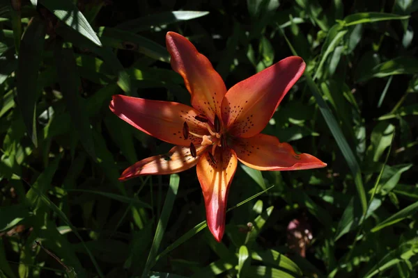 Wachsende Rote Lilie Orange Mitte — Stockfoto