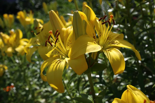 Lírios Amarelos Crescendo Jardim — Fotografia de Stock