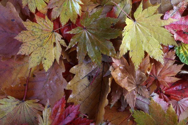 Nahaufnahme Von Abgefallenen Herbstblättern — Stockfoto