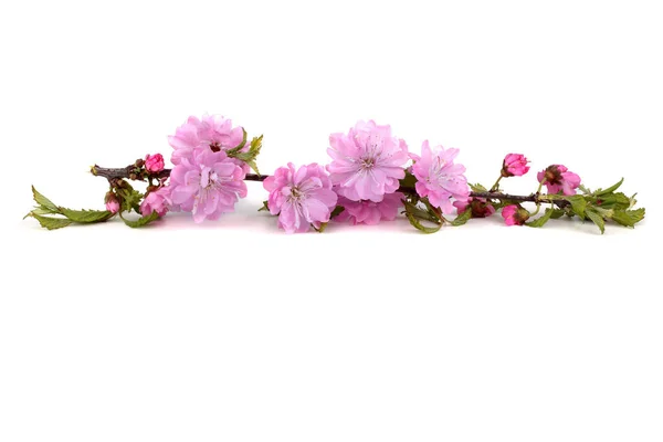 Flores Cerezo Aisladas Sobre Fondo Blanco Sakura — Foto de Stock