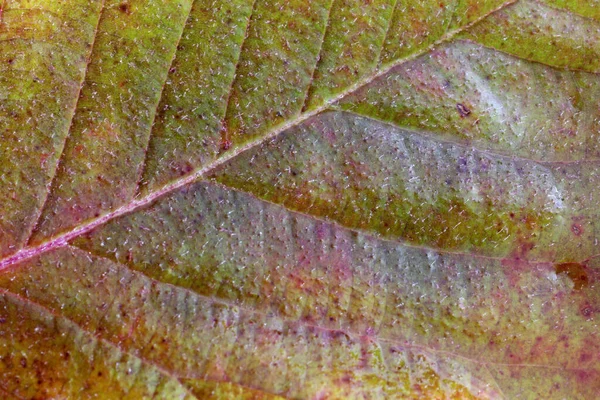 Макро Снимок Осенних Листьев — стоковое фото
