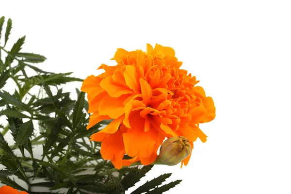 Nahaufnahme Von Erstaunlichen Blühenden Blumen — Stockfoto