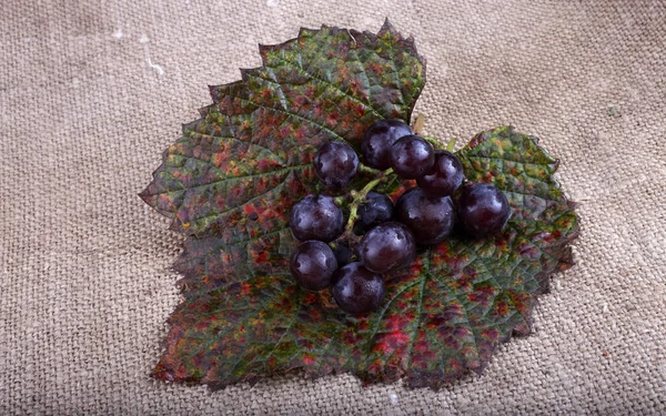 Uva Vino Negro Ensacado — Foto de Stock