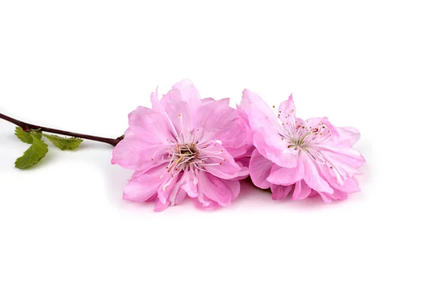 Close Van Verbazingwekkende Bloeiende Bloemen — Stockfoto