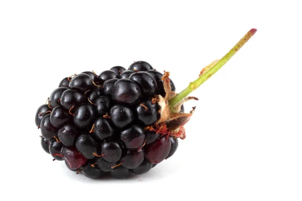 Blackberry Latar Belakang Putih — Stok Foto