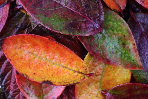 Gros Plan Des Feuilles Automne Tombées — Photo