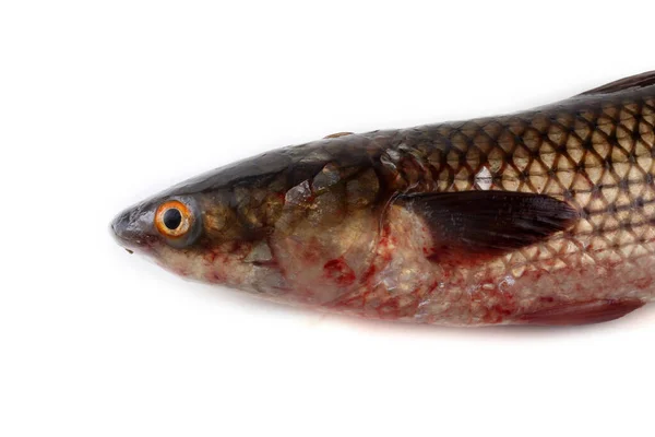 Pelengas Iuy Mullet — Foto Stock