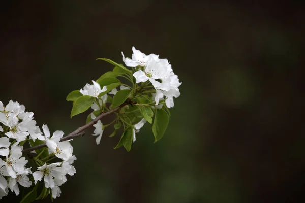 Nahaufnahme Von Erstaunlichen Blühenden Blumen — Stockfoto