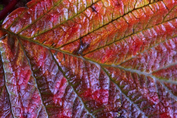 Macro Tiro Folhas Outono — Fotografia de Stock