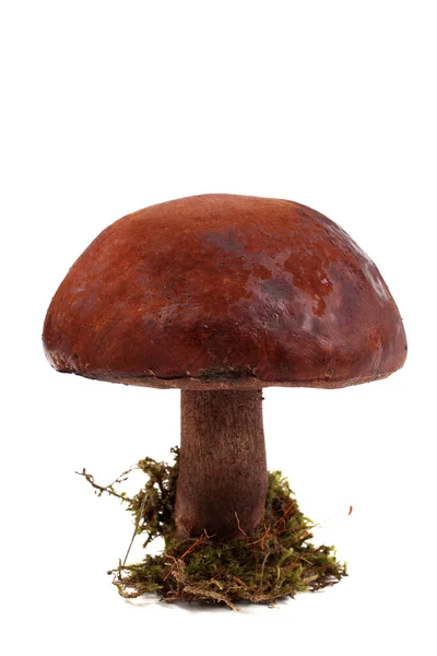 Porphyrellus Atrobrunneus Edible Mushroom Growing Oaks — Stock Photo, Image